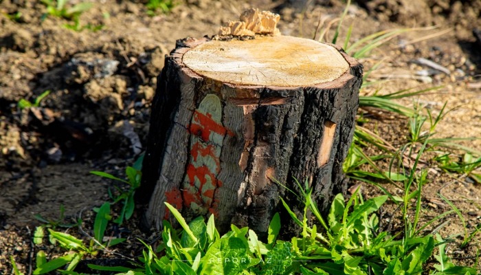 Kəlbəcərdə ağackəsmə faktı ilə bağlı araşdırmalara başlanılıb