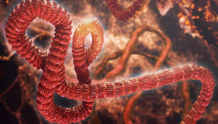 Konqoda ölümcül Ebolaabənzər virus yayılır