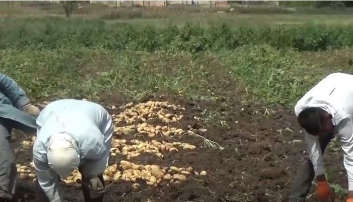 Masallı və Cəlilabadda fermerlər iflas həddində: “Camaat əkindən imtina edəcək”