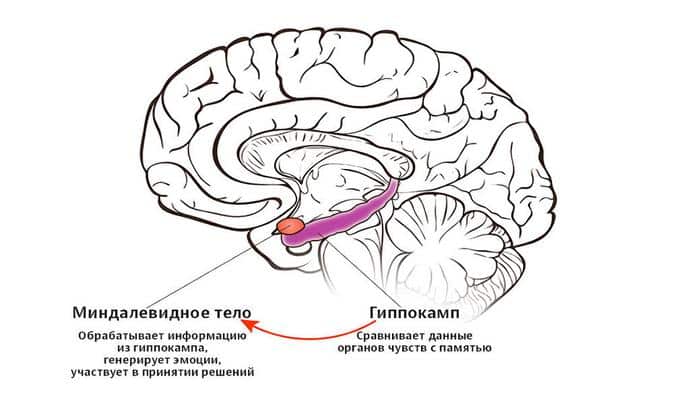 Миндалевидное тело