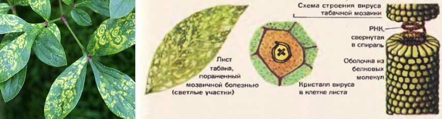 Мозаичная болезнь табака ивановский